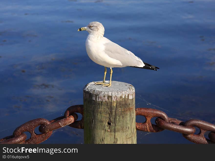 Seagull at Havre de Grace, Maryland