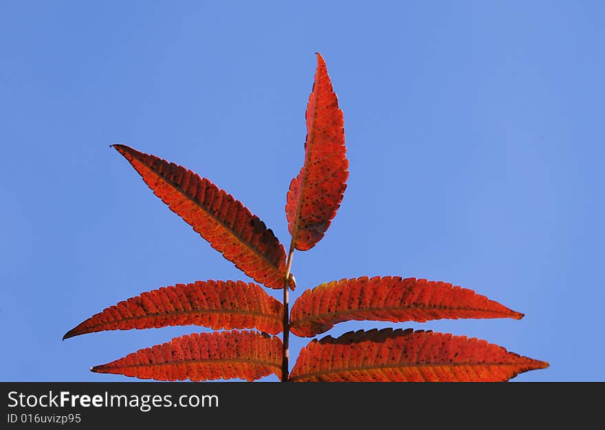 Red leaf in the sunshine