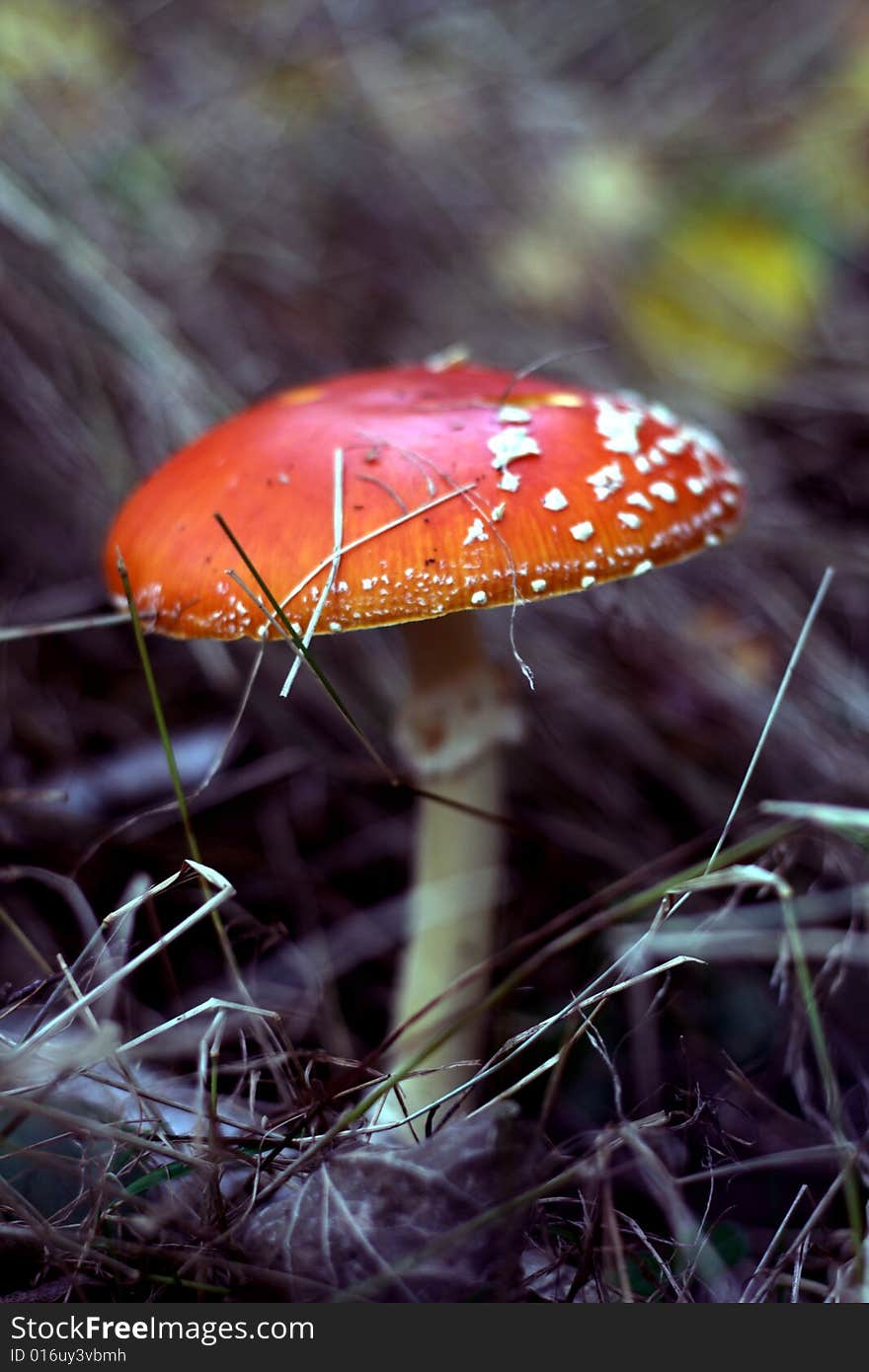 Photo of beautiful red mushroom. Photo of beautiful red mushroom