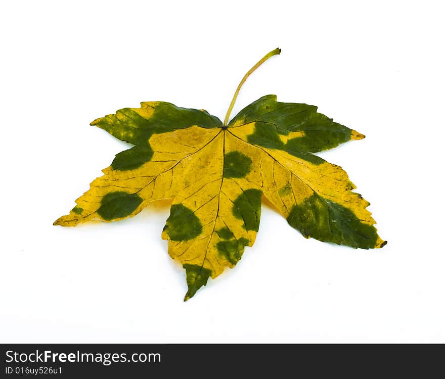 Yellow maple leaf isolated on white background