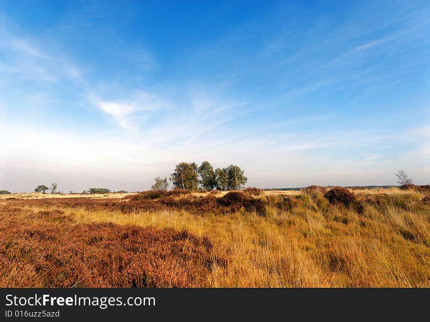 Yellow and brown heathland and sky with some twirling clouds