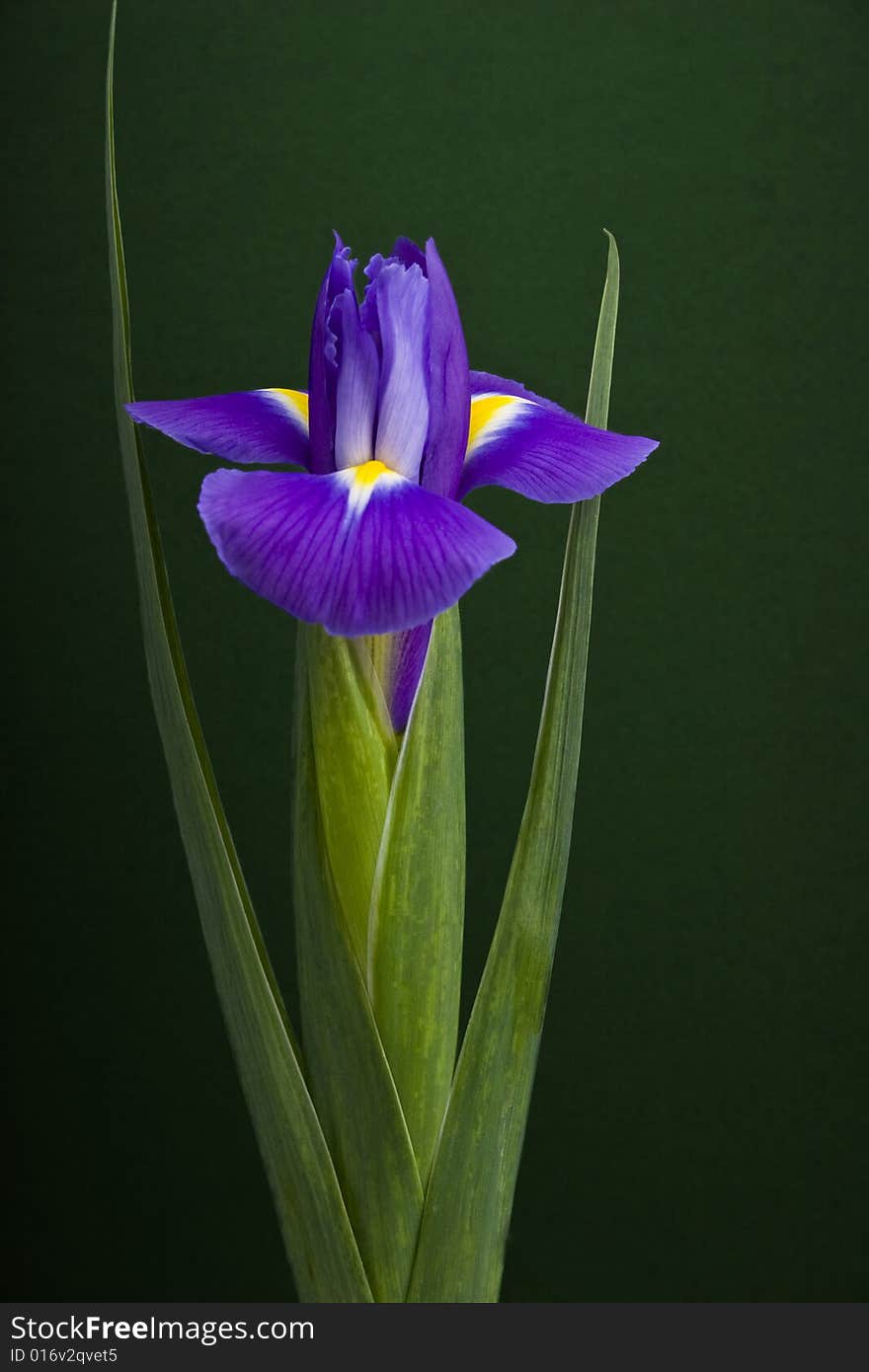 Iris Close-up