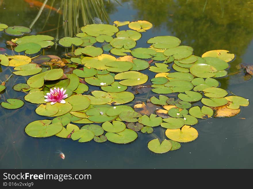 Beautiful blooming pink water lotus flower in the pond. Beautiful blooming pink water lotus flower in the pond