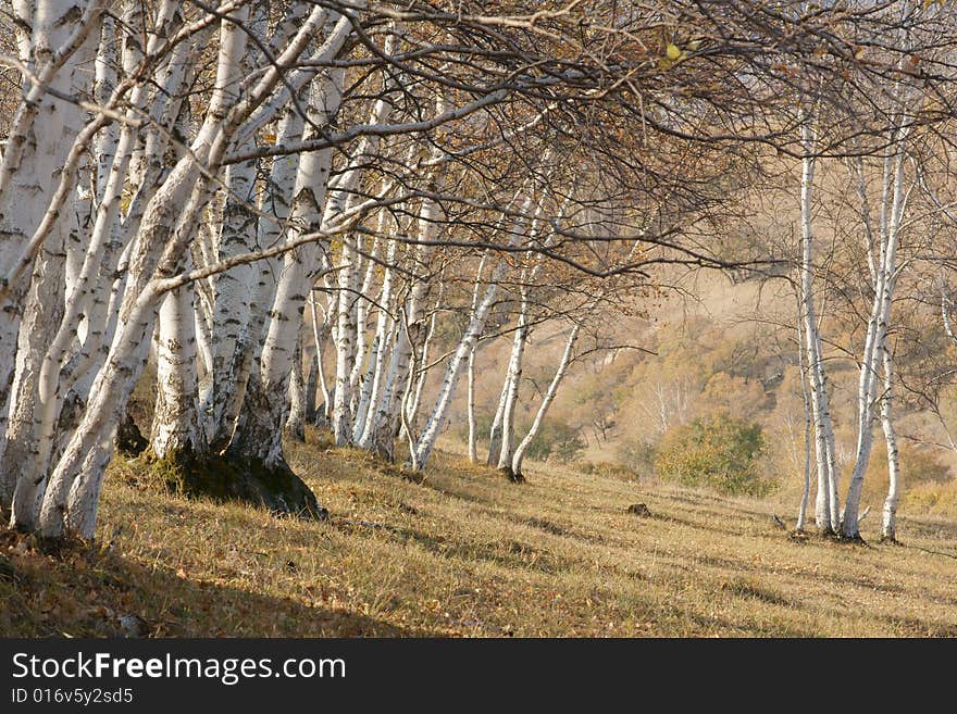 Autumnal silver birch in Mulanweichang forest park in China.