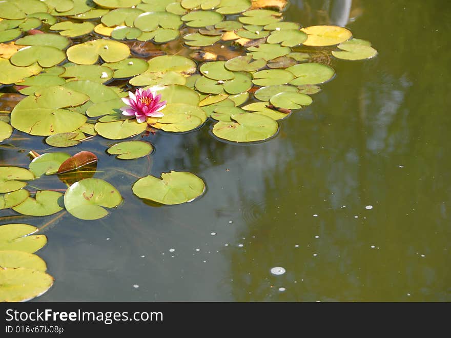 Pink water lily in the pond