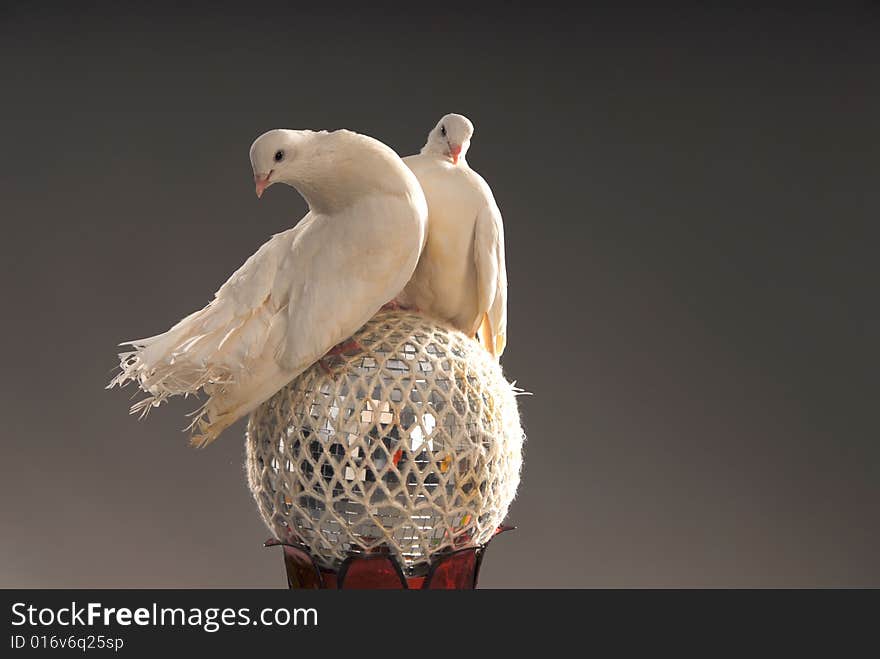 Two white beautiful love doves on a shining ball. Two white beautiful love doves on a shining ball