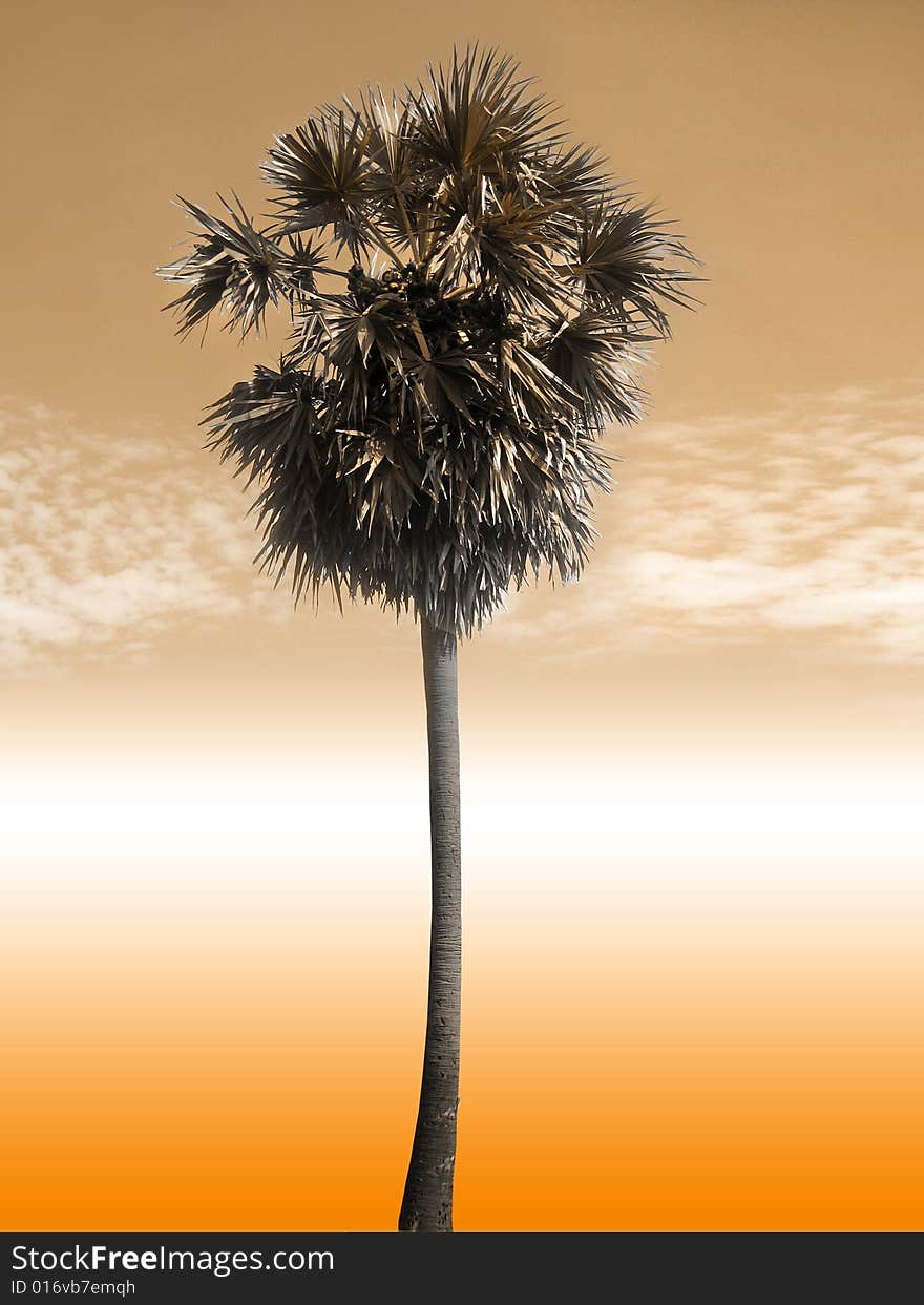 A single palm tree in brown sky and clouds background