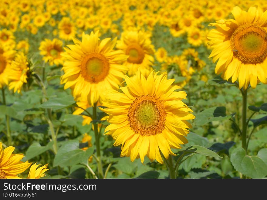 A field of sunflowers