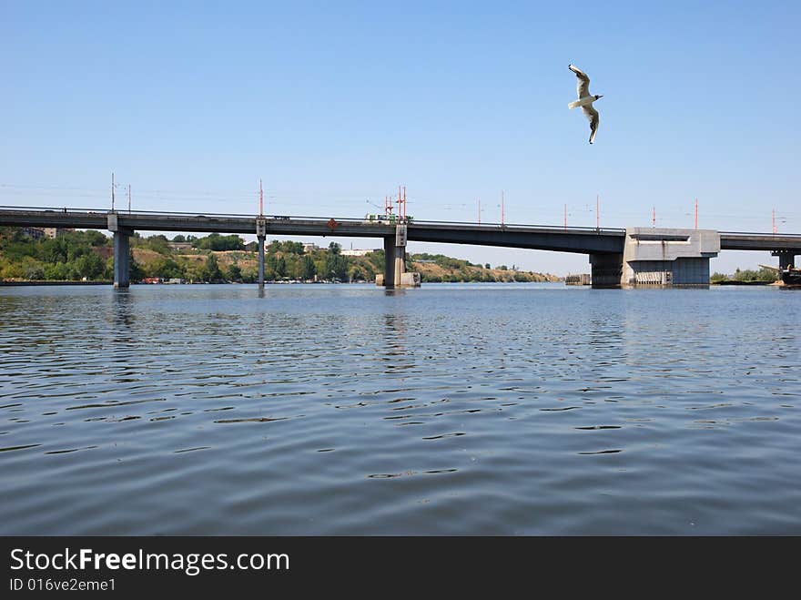 Flying seagull over city quay