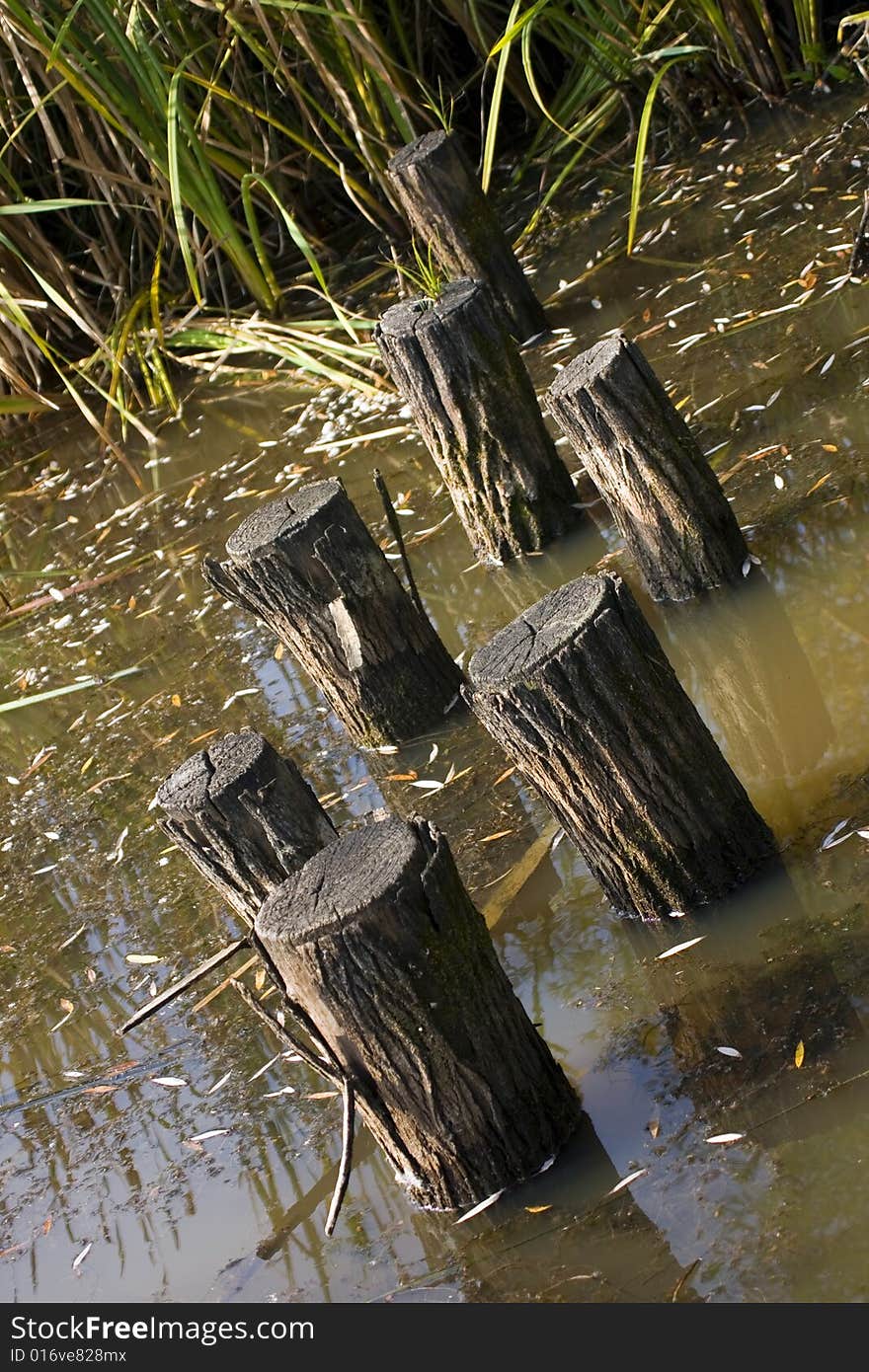 Wooden pillars across the swamp. Wooden pillars across the swamp.