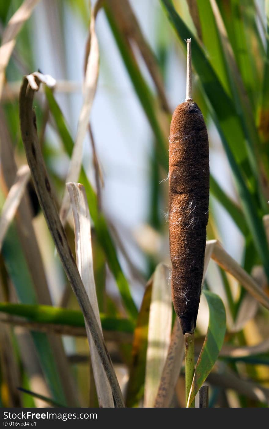 Cat tail in the swamp.