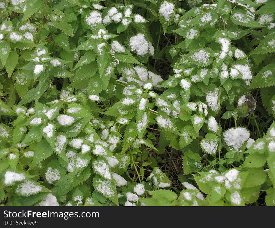 Snow on a nettle