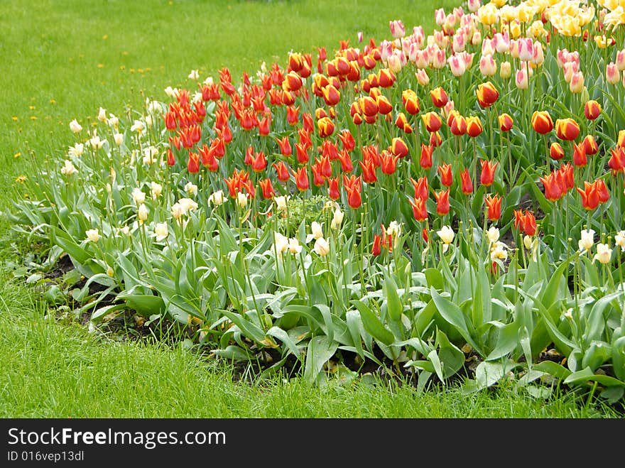 Colorful blooming tulips