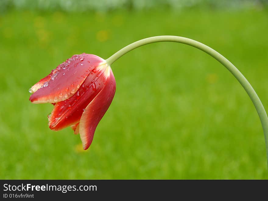 Single Red Tulip