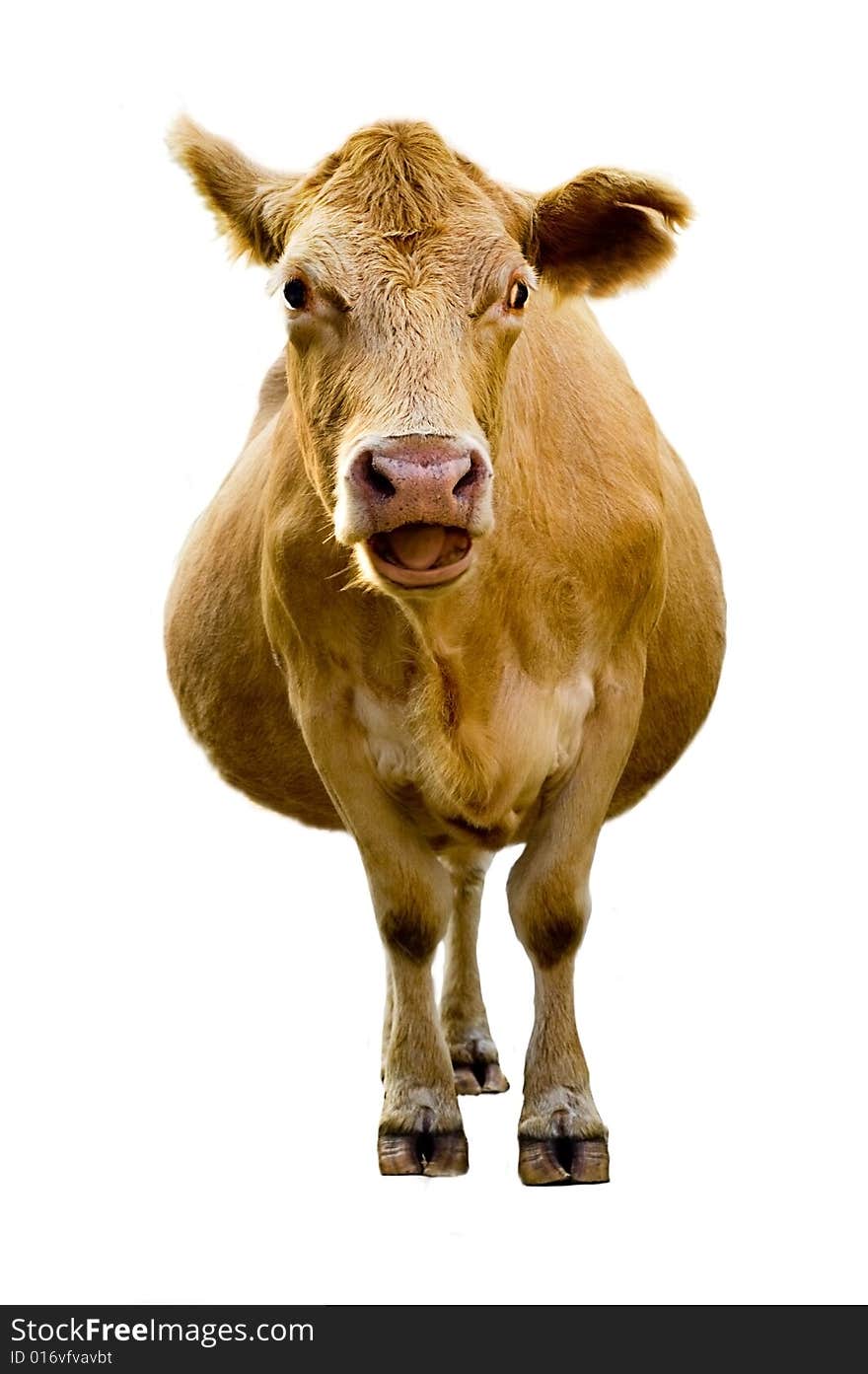 Cow Isolated