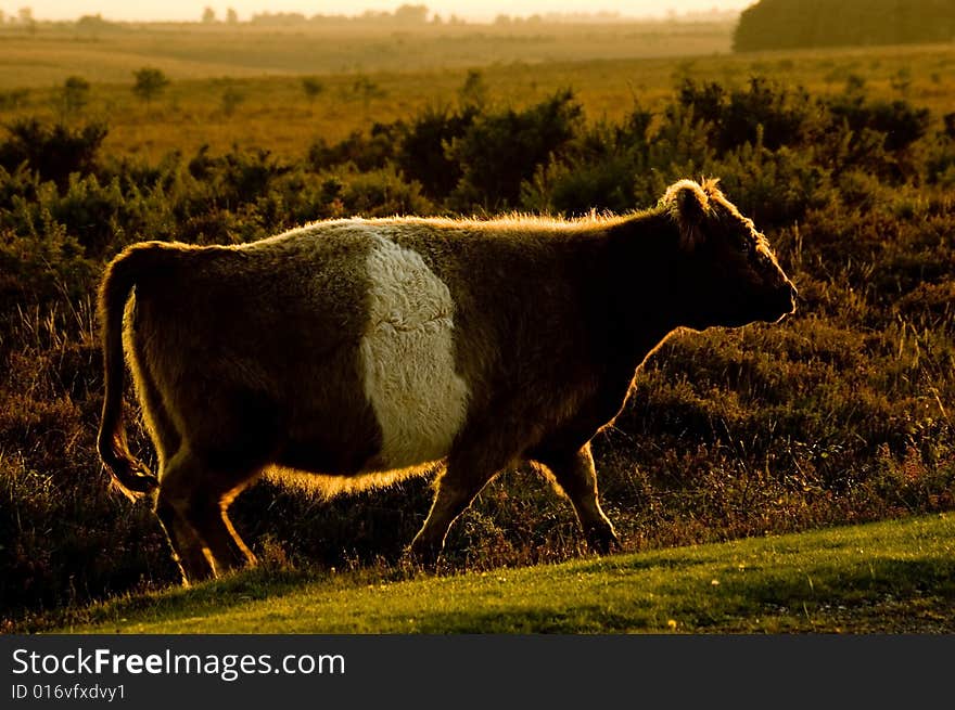 Cow at sunset.