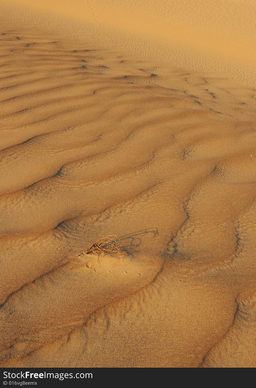 Sandy waves. Sahara, Western Desert, Egypt.