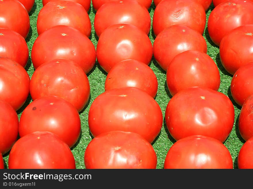 Tomatoes lined up for sale