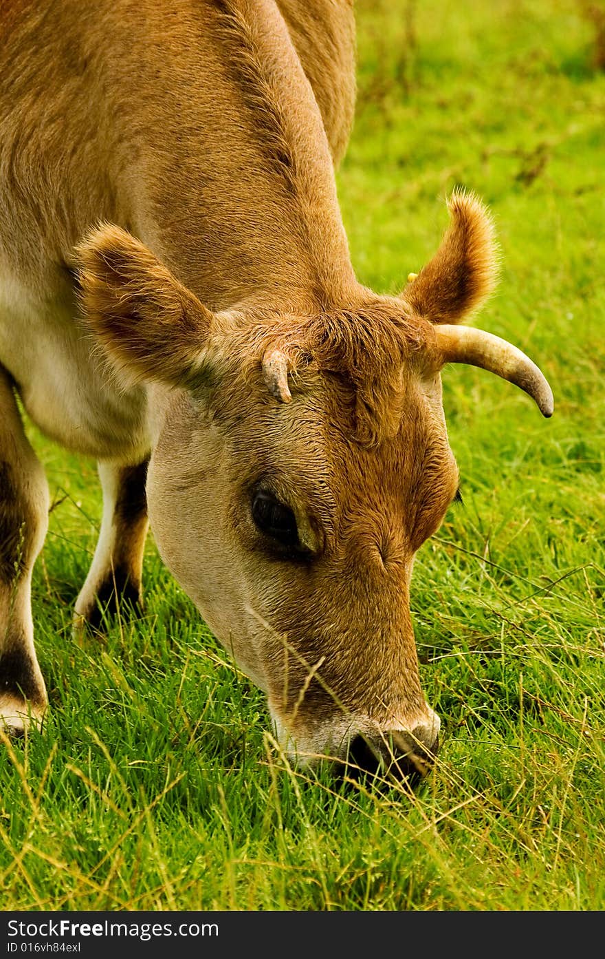 Headshot of a cow grazing on luscious green grass. Headshot of a cow grazing on luscious green grass.