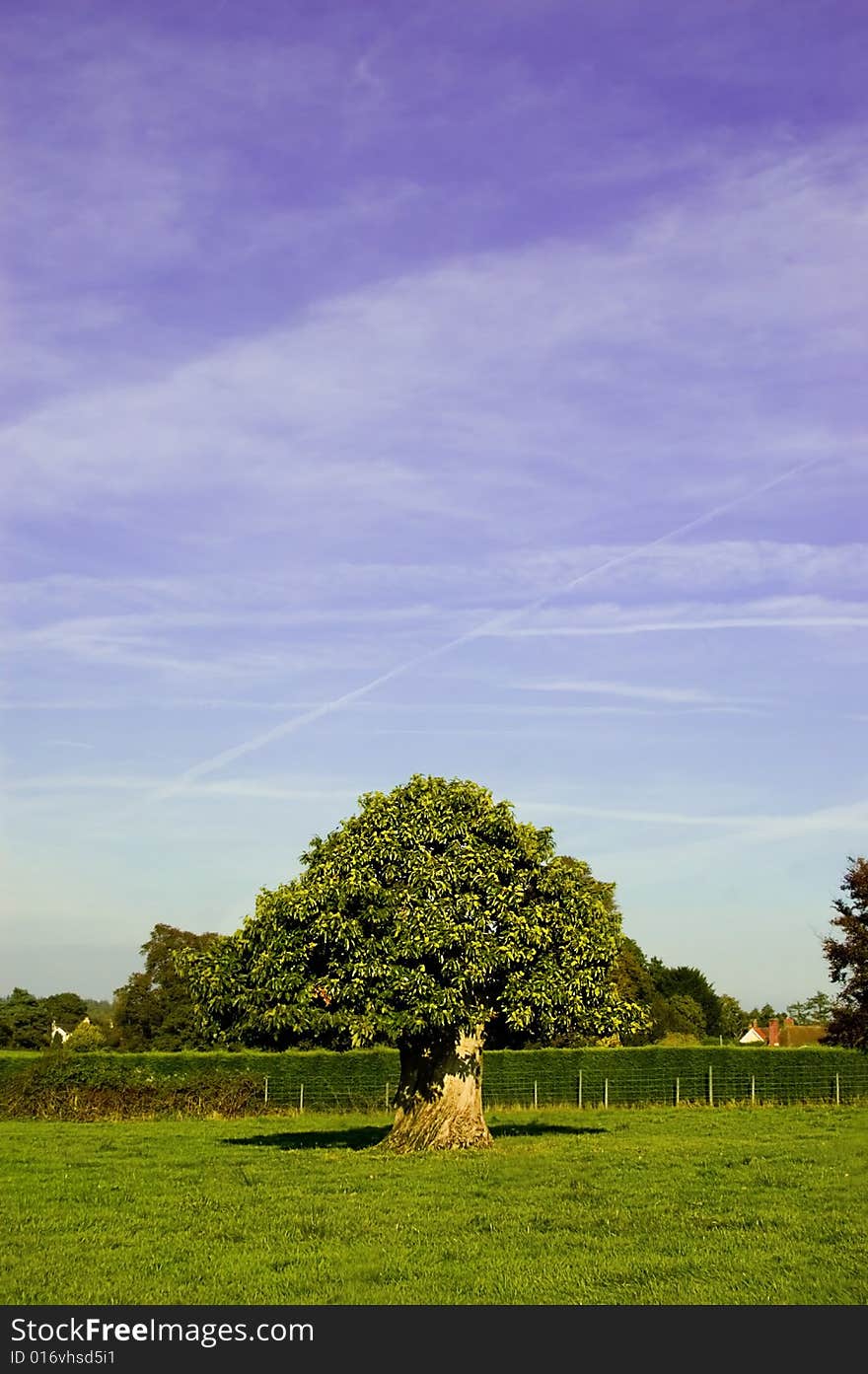 Tree in a field