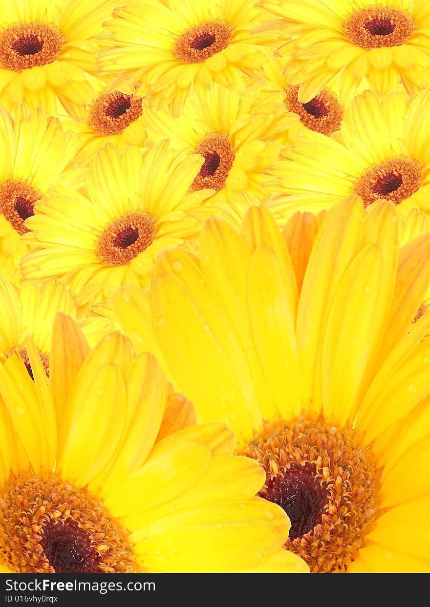 Gerbera Background