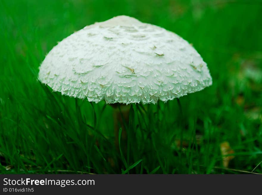 A shot of mushroom in forest