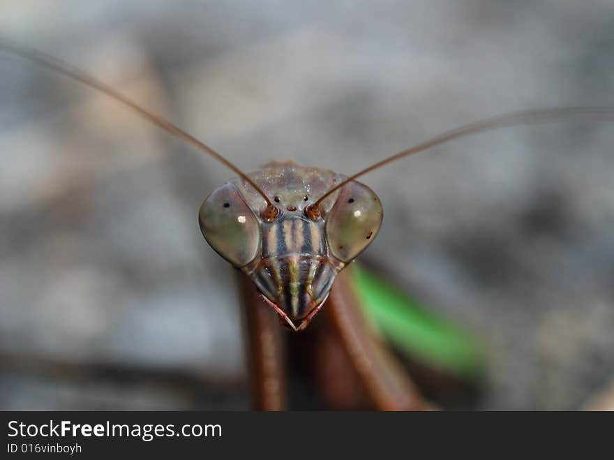 Praying Mantis closeup of face (order Mantodea)