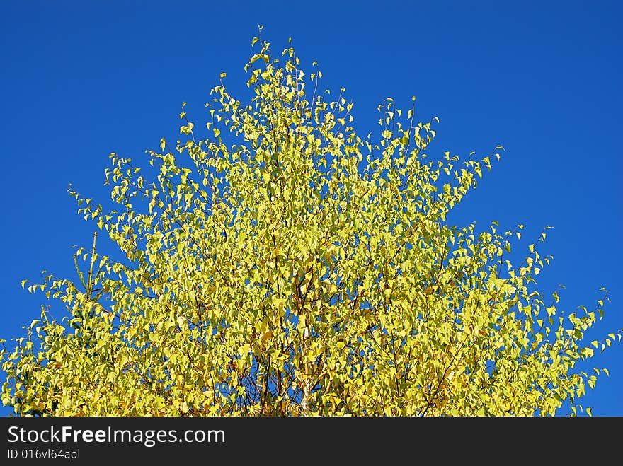 Yellow tree on blue sky background