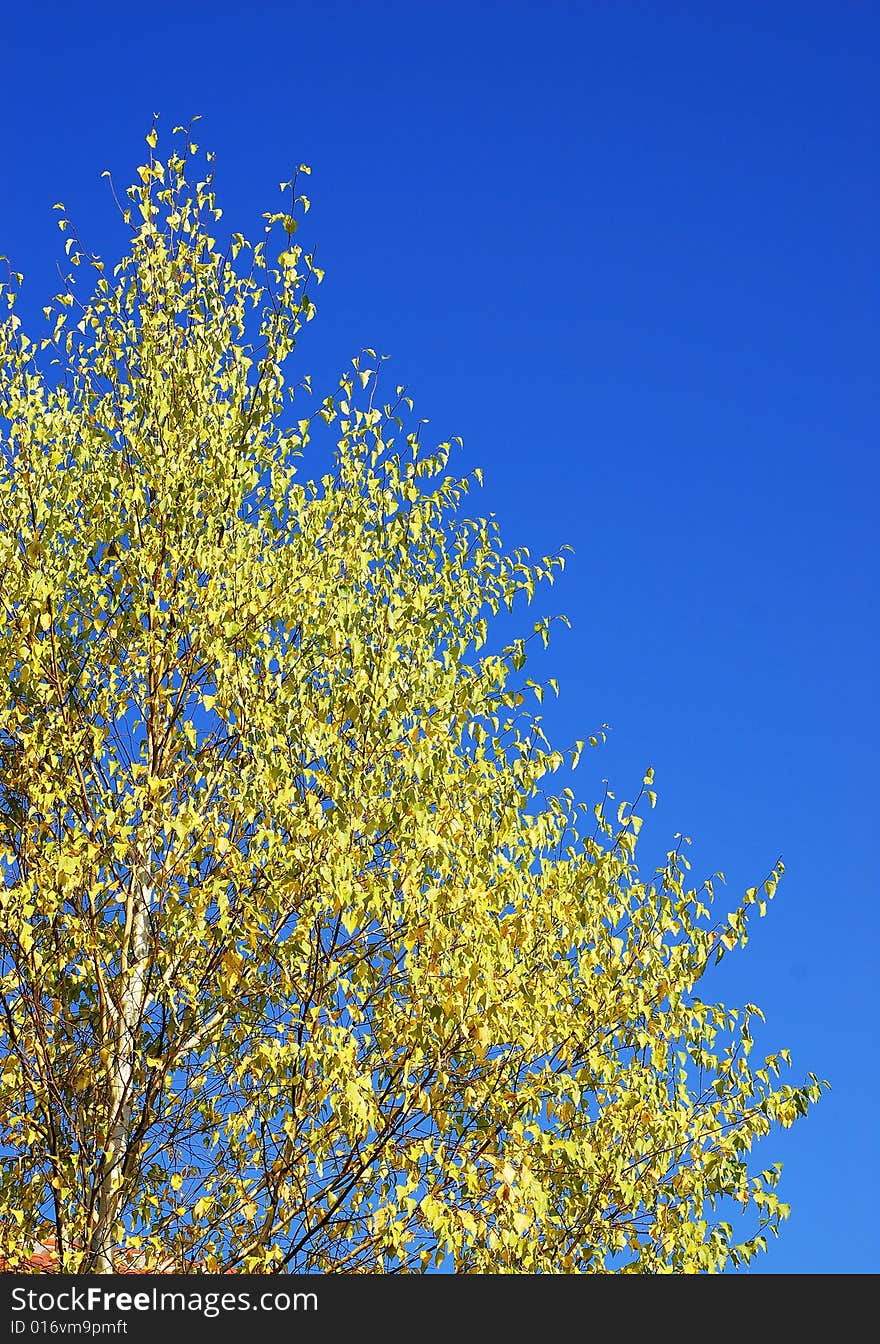 Yellow tree on blue sky background