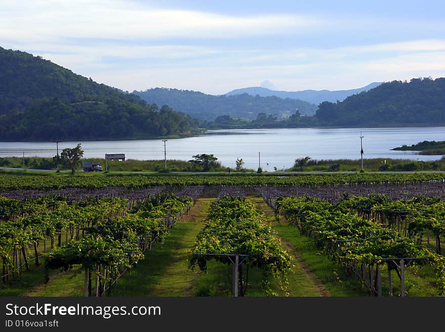 Lines Of Grapevine In Front Of Lake And Mountain