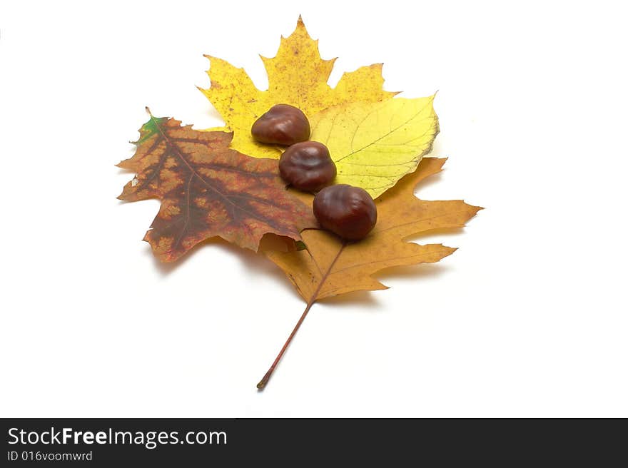 Leafs and conkers isolated on white background.