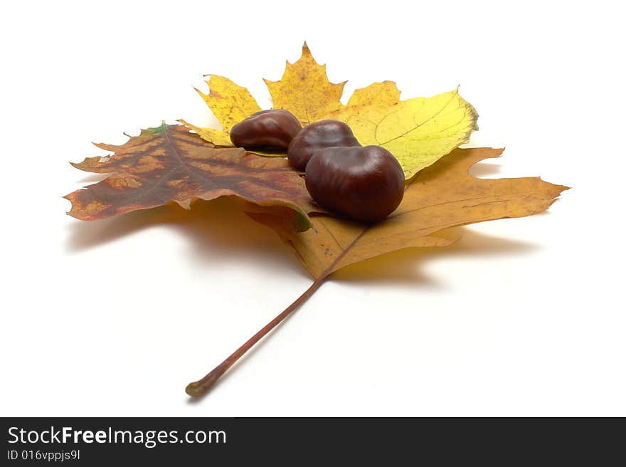 Leafs and conkers isolated on white background.