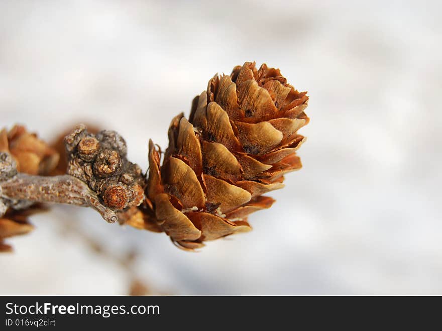 Pine tree cone in winter