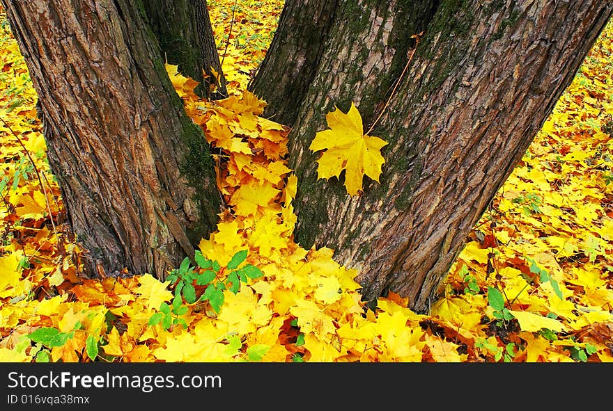 Old maples covered the earth beautiful golden carpet of leaves falling. Old maples covered the earth beautiful golden carpet of leaves falling.