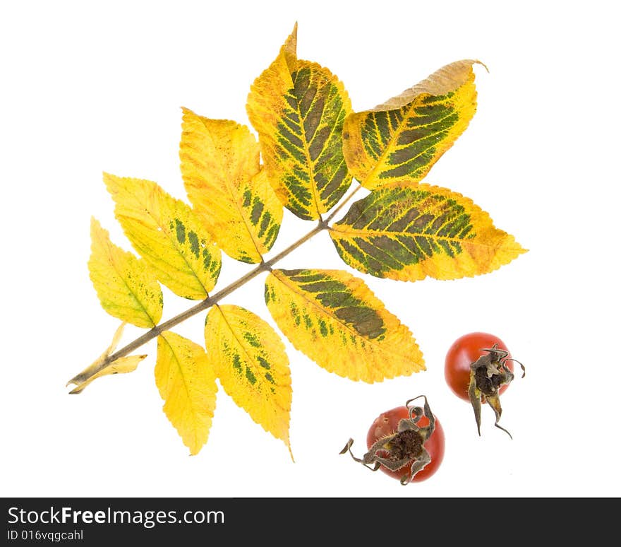 Autumn leaves on a white background. Close-up.