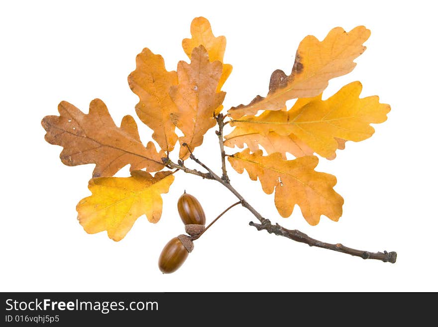 Autumn leaves on a white background. Close-up.