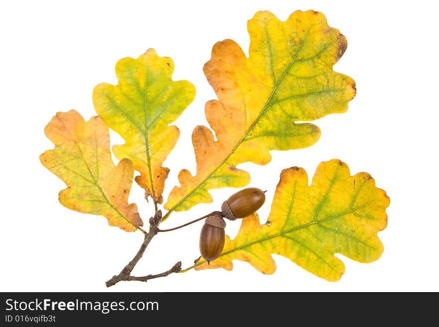 Autumn leaves on a white background. Close-up.