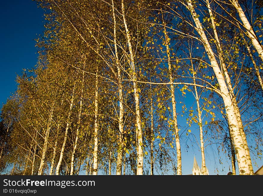 Birch grove in sunset light