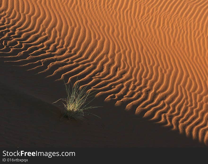 Morning light on the dune surface. Morocco. Morning light on the dune surface. Morocco.