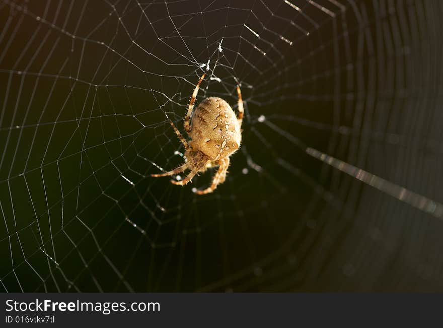 A spider waits in the centre of its web for prey. A spider waits in the centre of its web for prey