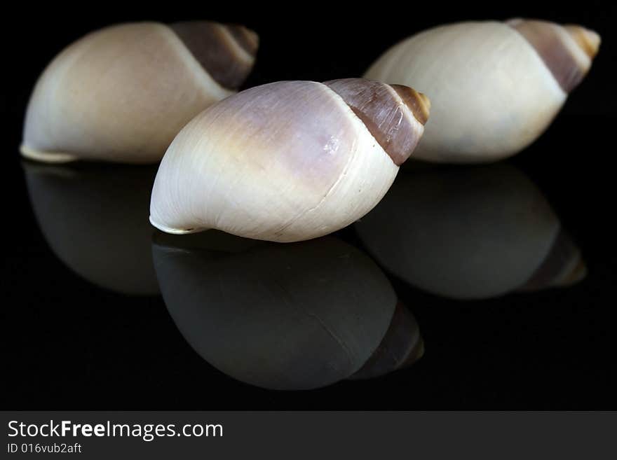 Three Seashells conceptual decoration isolated