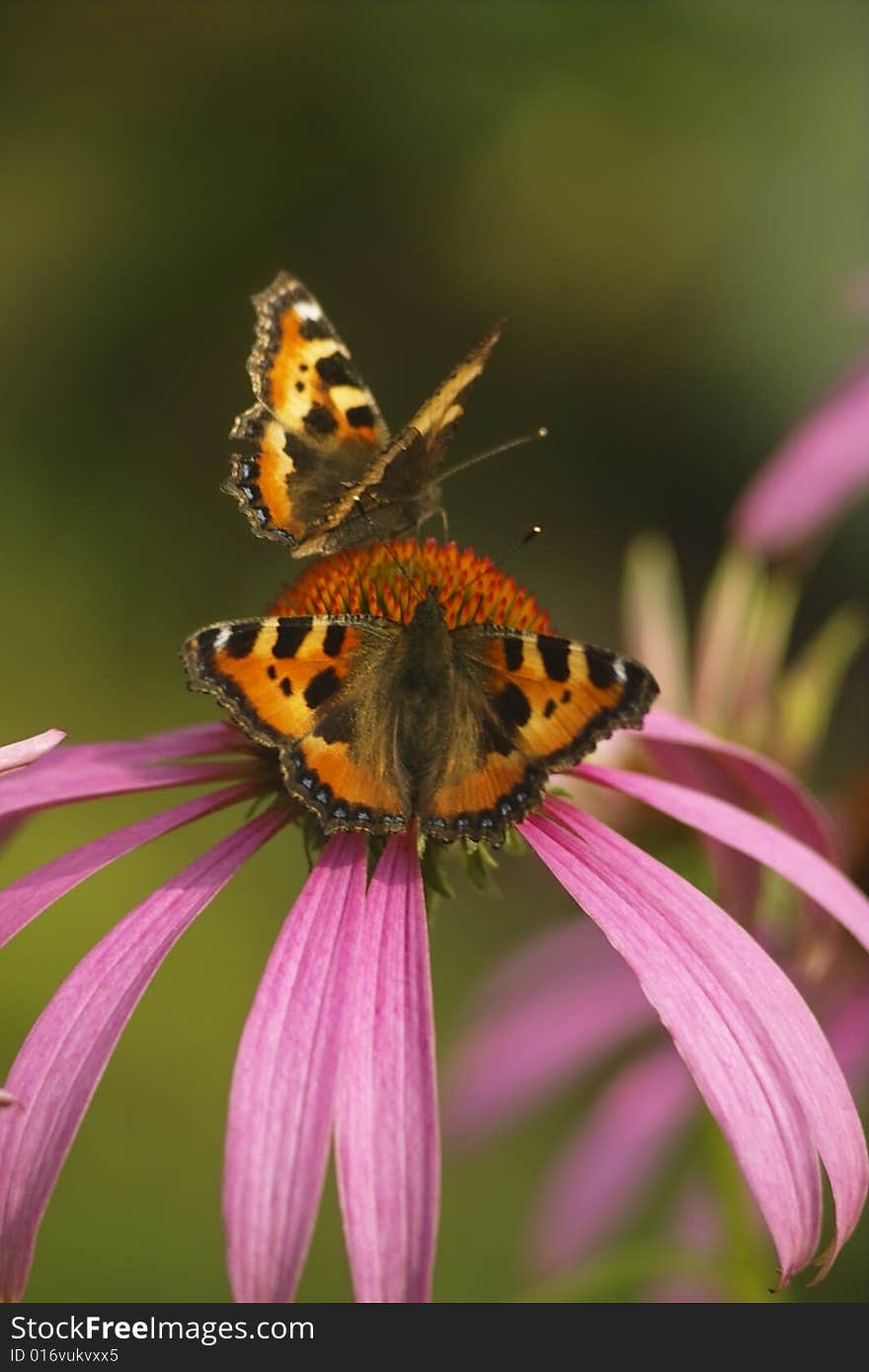 Butterfly on the flower