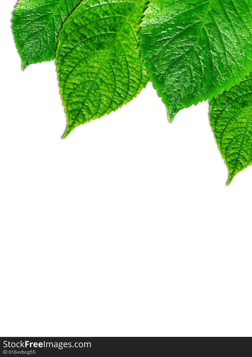 Tree leaves on white background