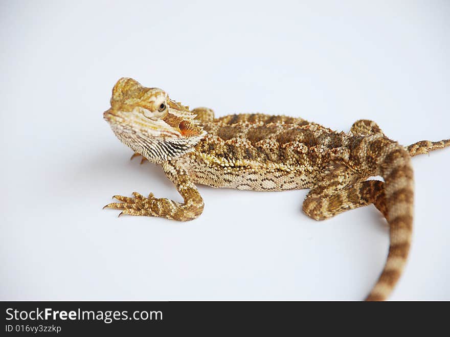 A Nice pose of Bearded Dragon on white background