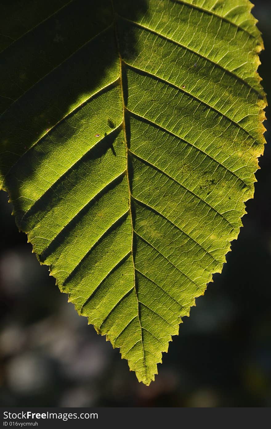 Green leaf made translucent by the sunlight. Green leaf made translucent by the sunlight