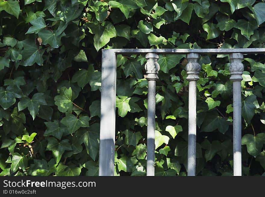 Iron gate detail over an ivy leaves background. Iron gate detail over an ivy leaves background