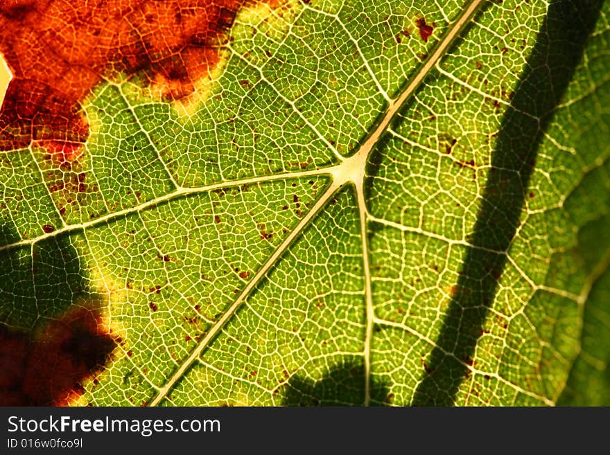 A close up photo of a vineyard leaf. A close up photo of a vineyard leaf