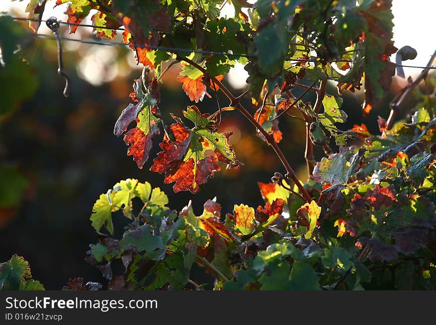 A close up photo of a vineyard leaf. A close up photo of a vineyard leaf