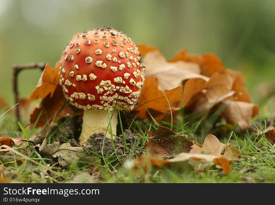 Autumn scene: toadstool with leafs