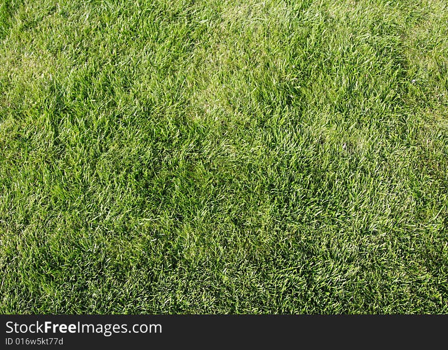 A close-up in a field of grass